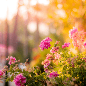 Planting the Gardens of Our Lives